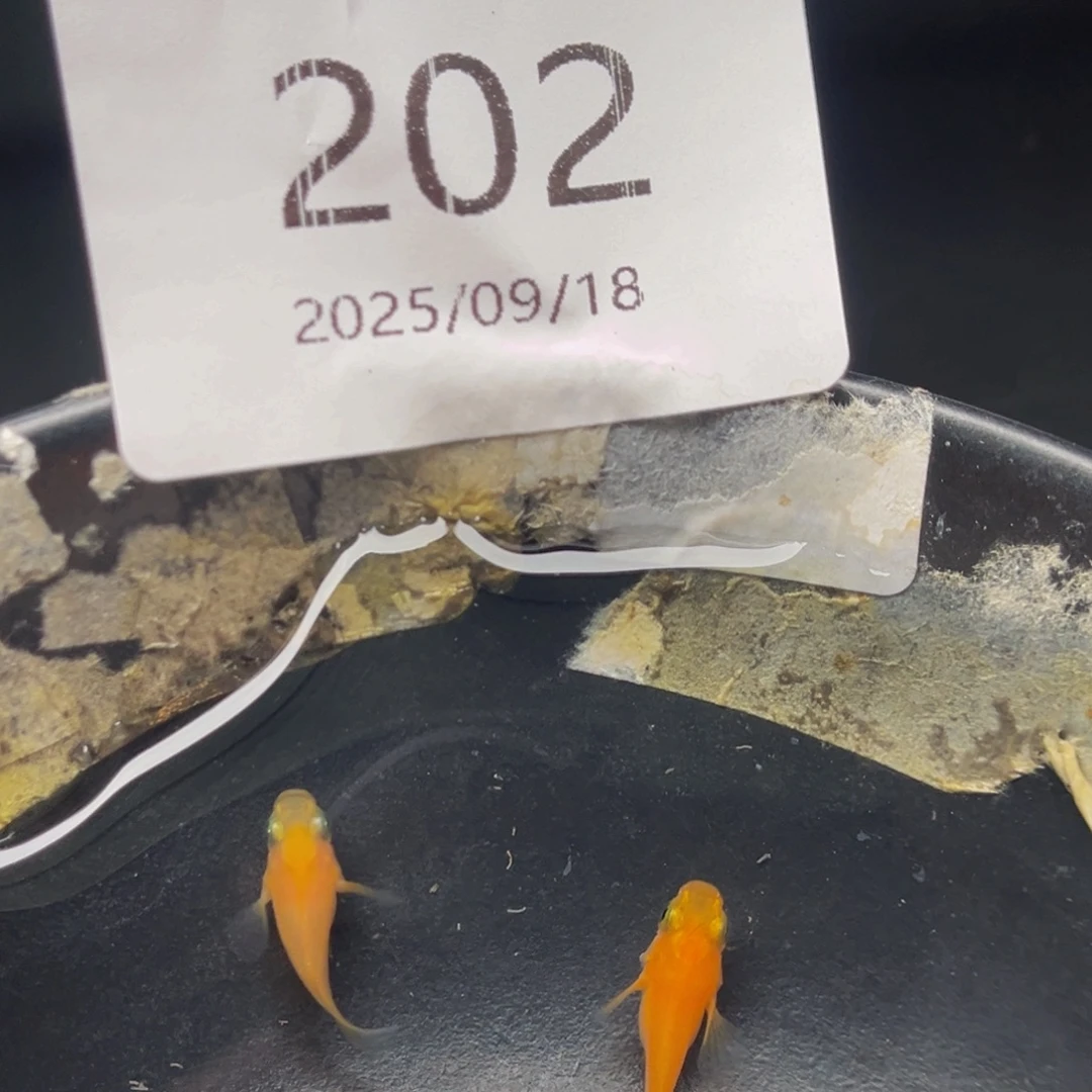 青鳉202初恋球一对