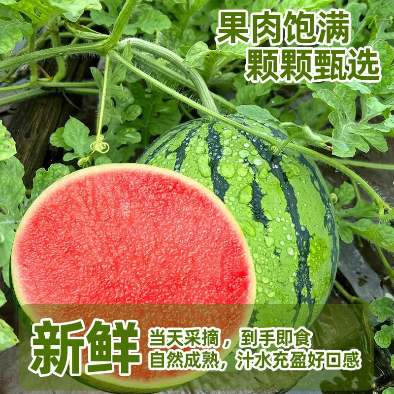 盐城麒麟瓜西瓜 约10-12/斤整瓜发货新鲜江苏省