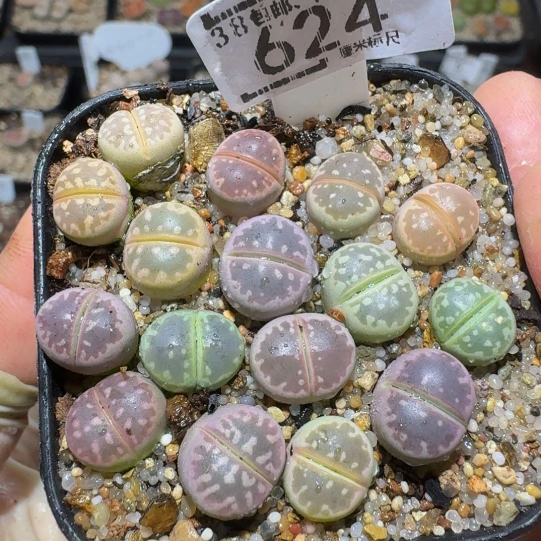 Zzzz精品生石花624