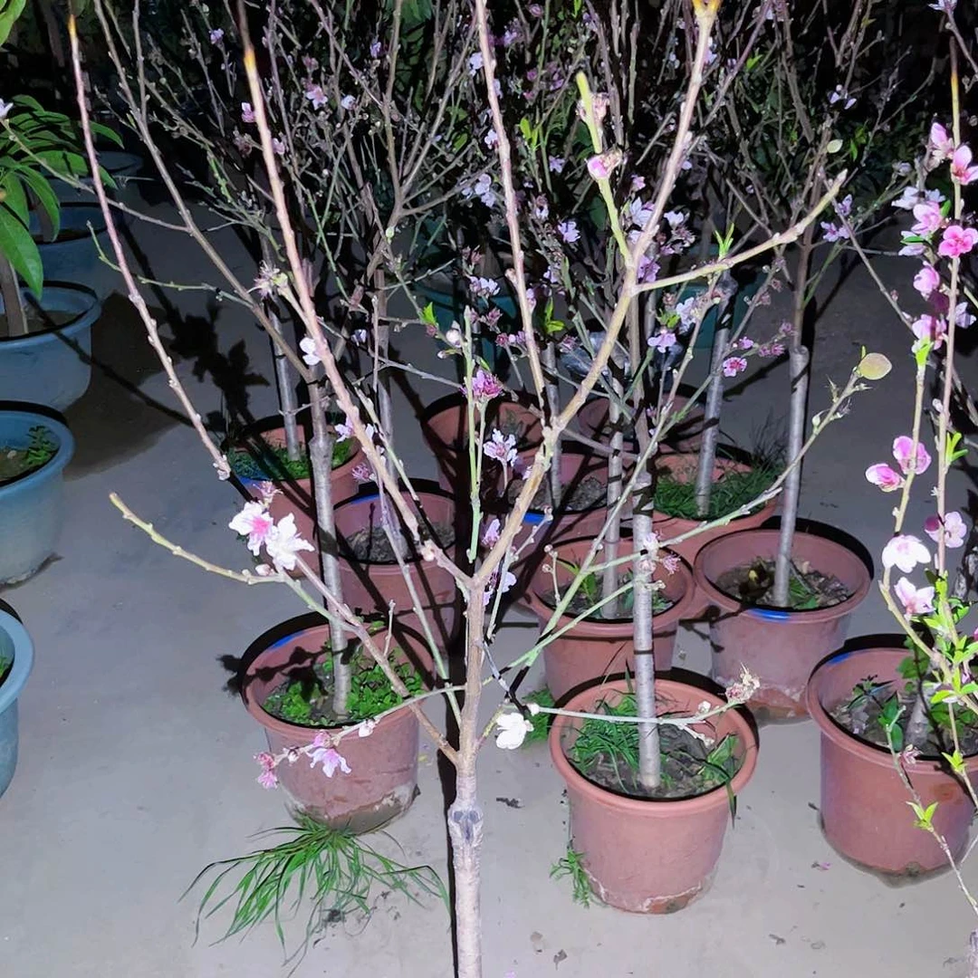 影*果苗。果苗。果苗6666