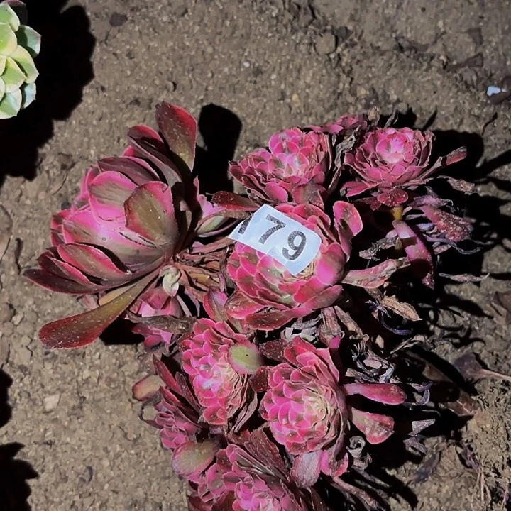 179粉铜多肉植物不售后