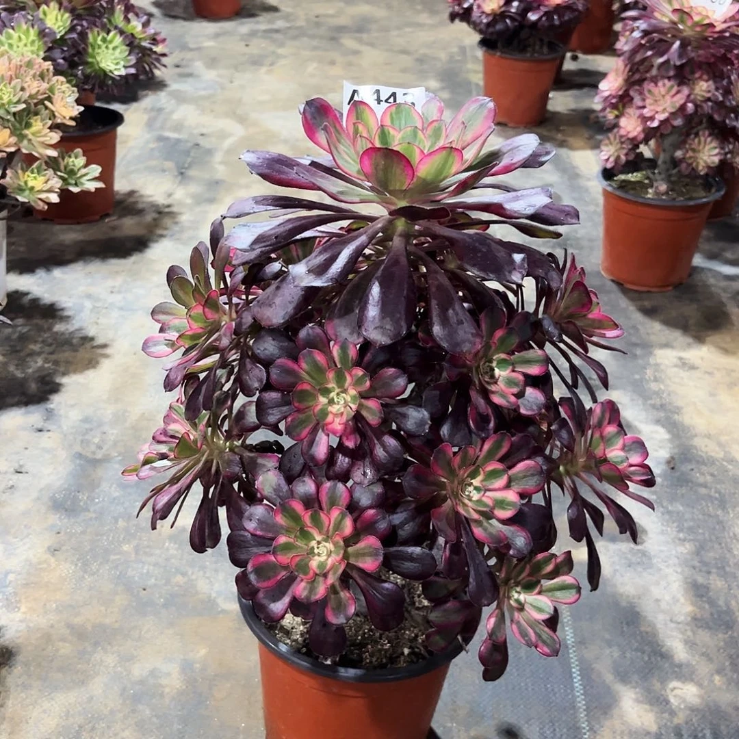 多肉植物丽娜443多肉