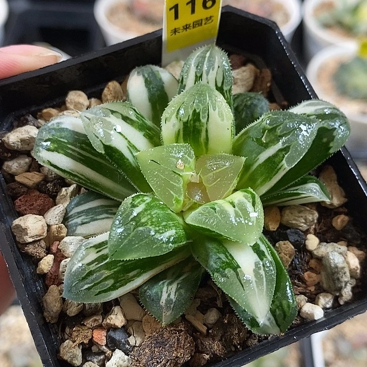 116芷寿一物一拍即合