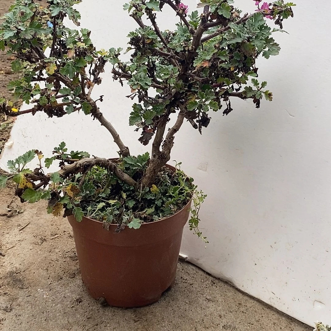 五***t完全开放盆景菊花