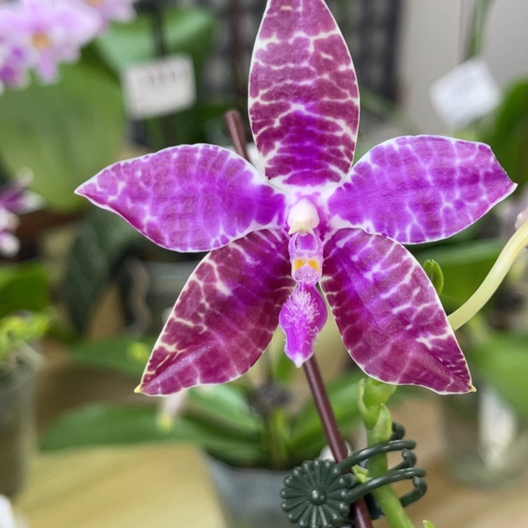 完全开放SWR红路德-1317