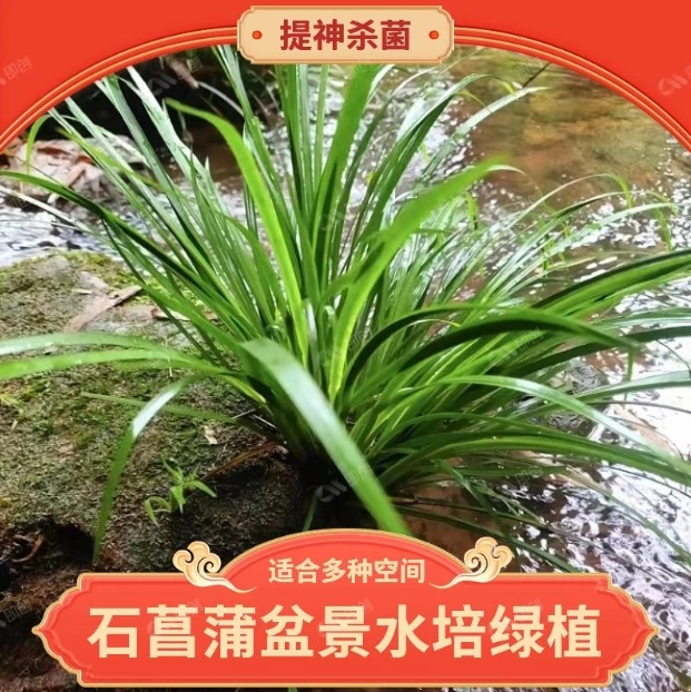 水培石菖蒲漂亮开花季节养殖气味选择随机发货鱼缸花卉绿植盆栽