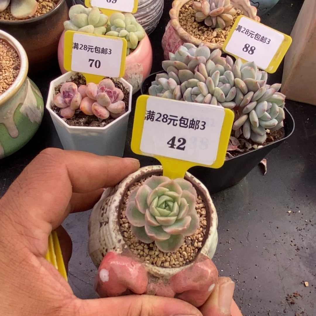 342水晶虾饺多肉植物