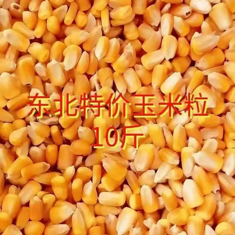 10斤新货包邮农家老式干玉米粒杂粮钓鱼打窝喂鸡鸭鹅鸽子非转基因