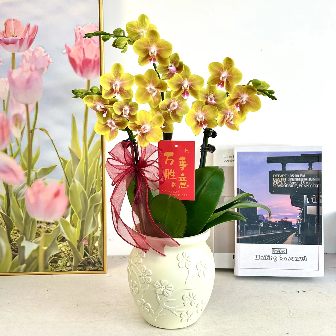 妗画【香水黄金】蝴蝶兰鲜花精致组盆 开花株 室内绿植基地直发