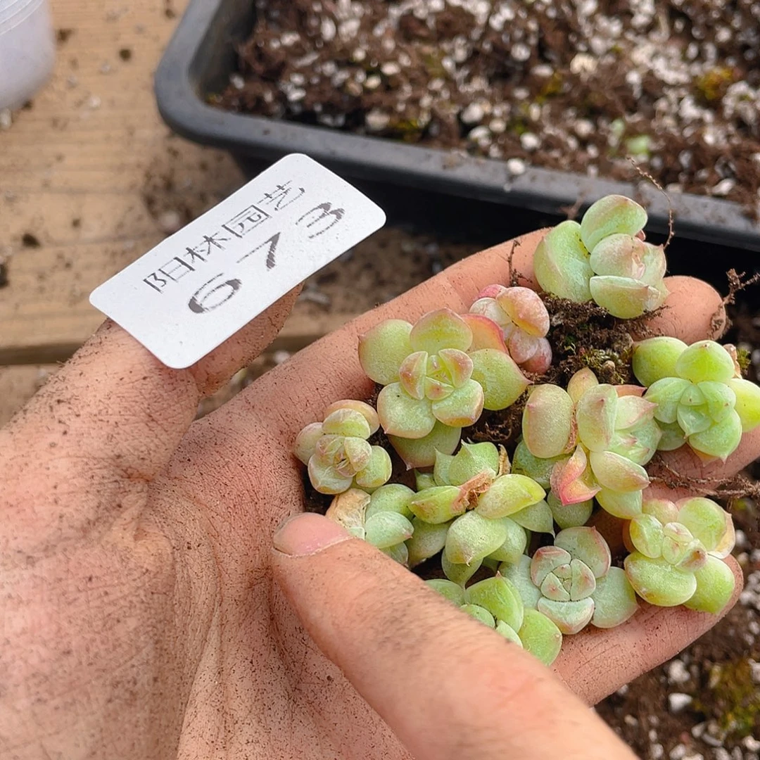 多肉植物多肉植物673