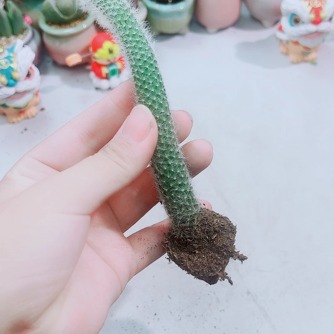 九尾狐多肉植物1科