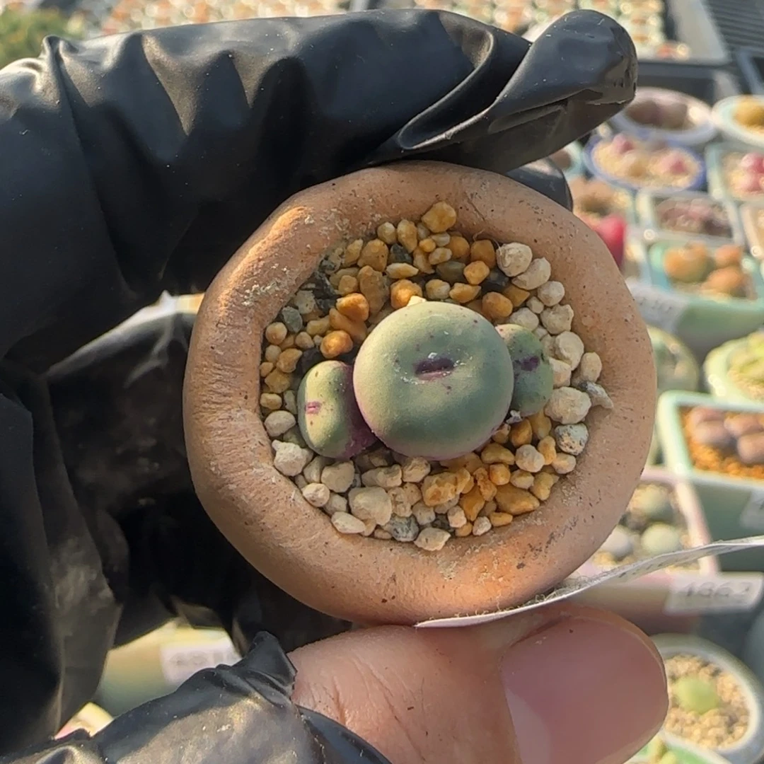 4893-一物一拍 带盆