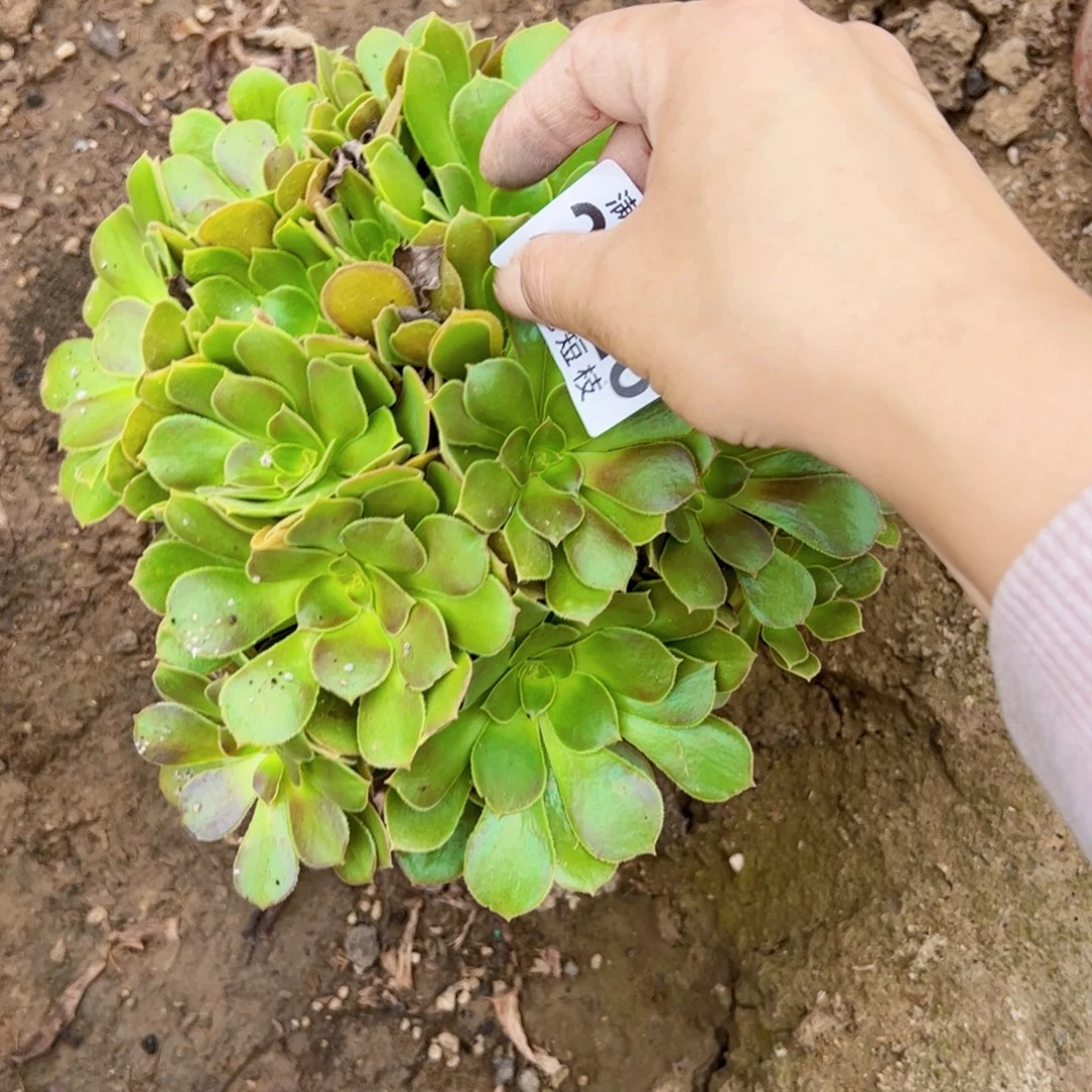 彼***岸2628流星雨多肉植物法师