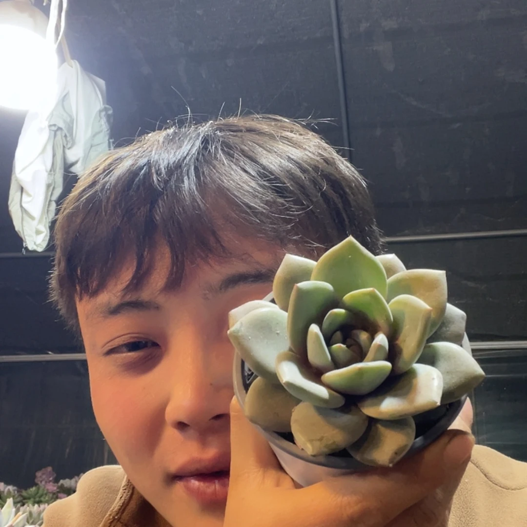 德国香槟满20包邮脱土发货