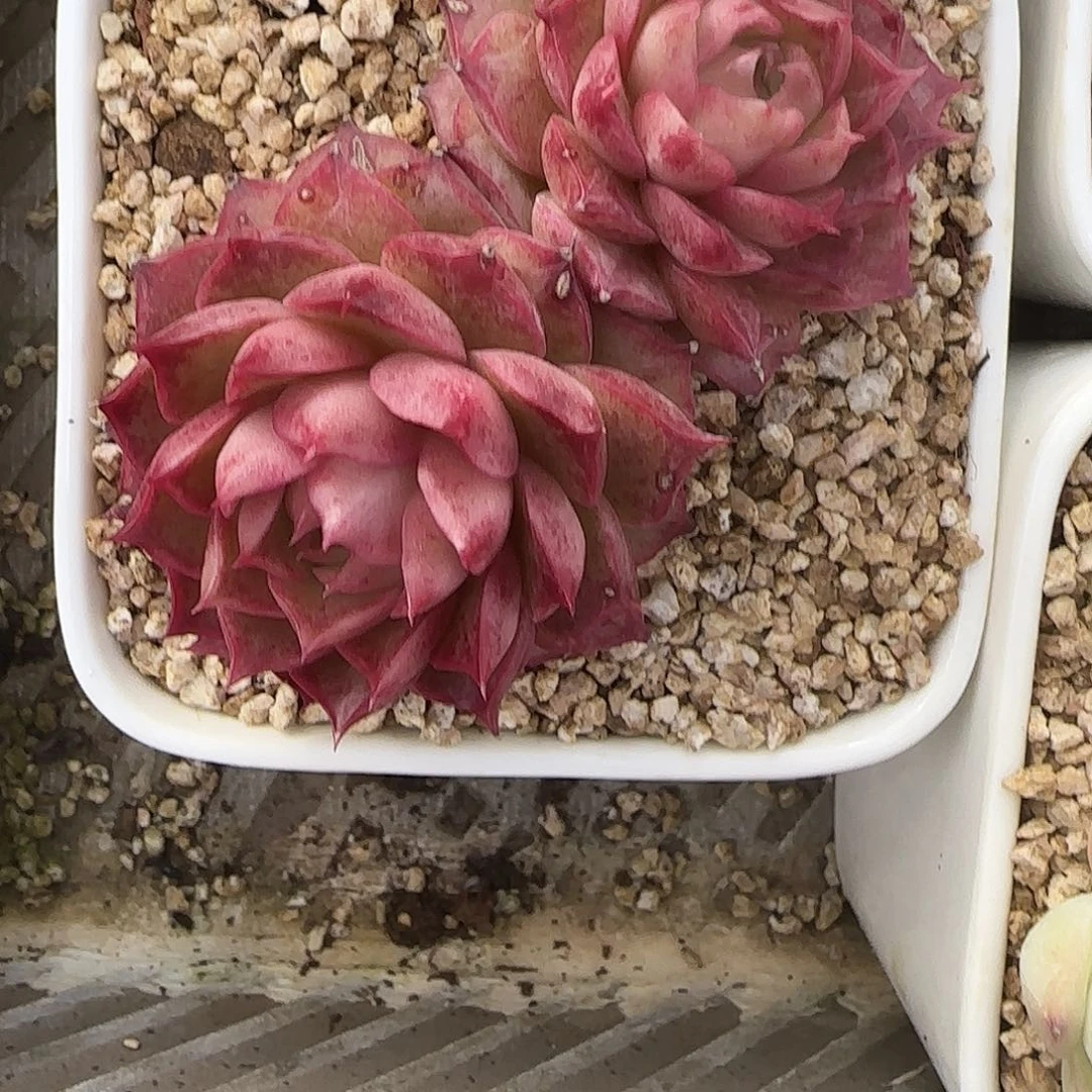 一***只海螺不带盆土发货