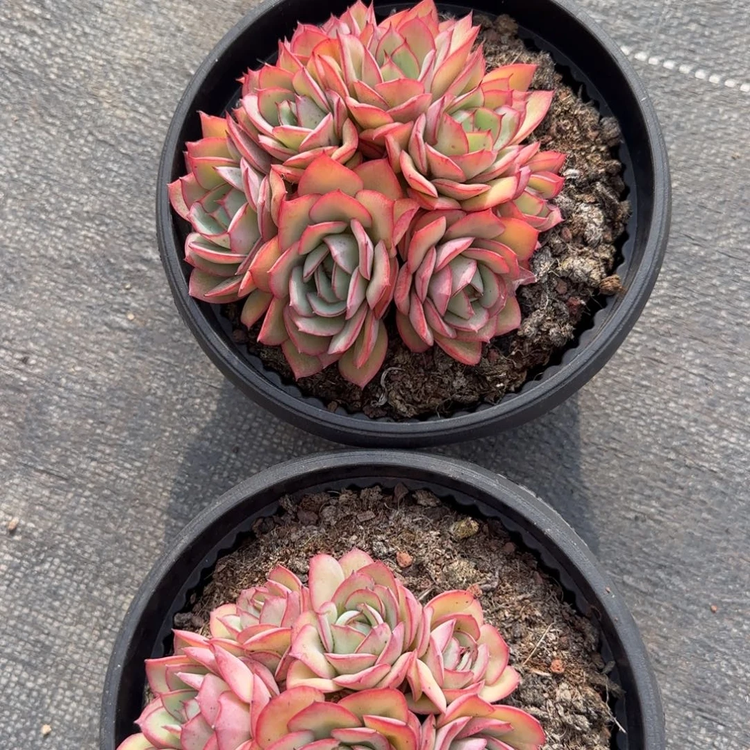 多肉植物 一物一拍