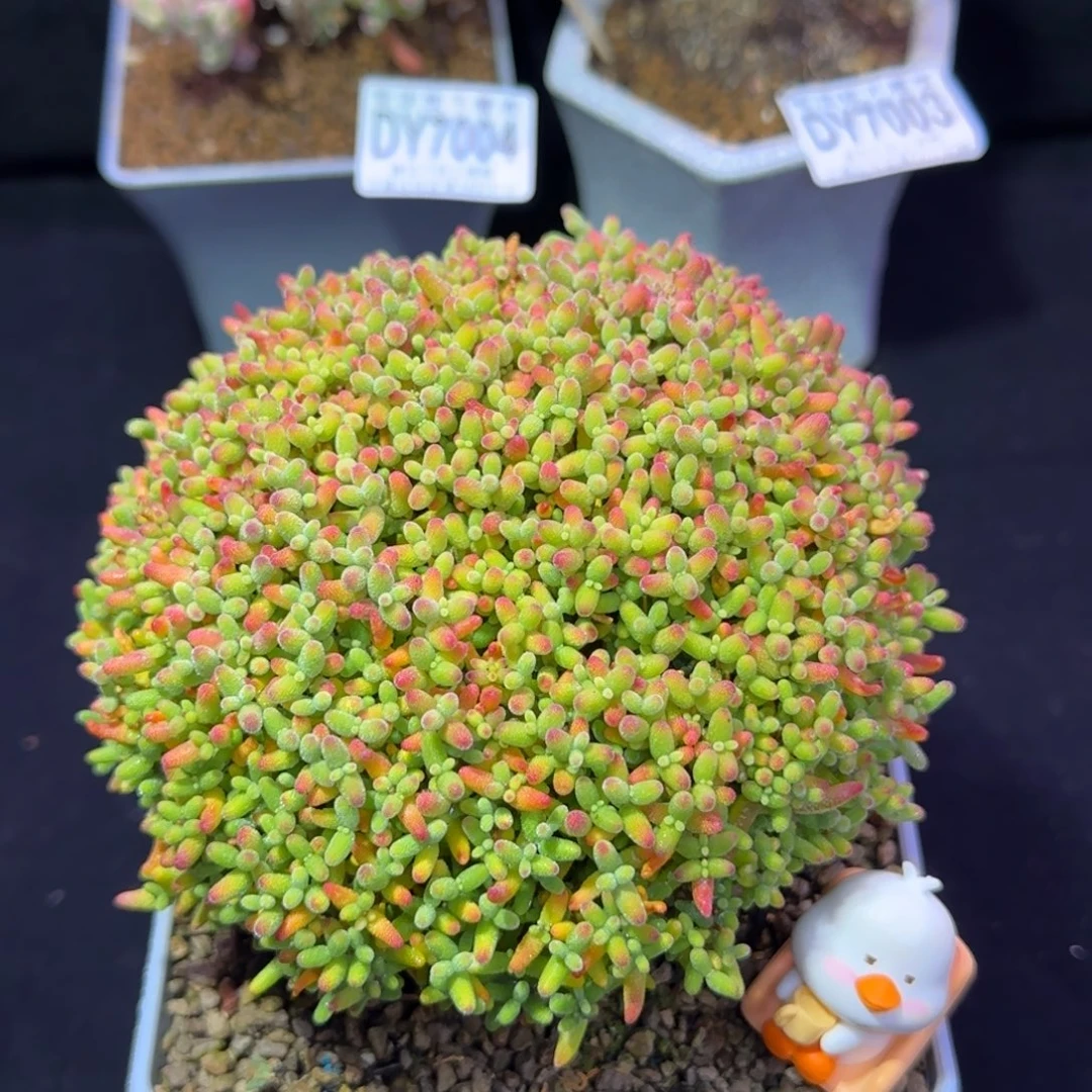 dy7007精控蜜橘直杆蘑菇头冠幅13cm