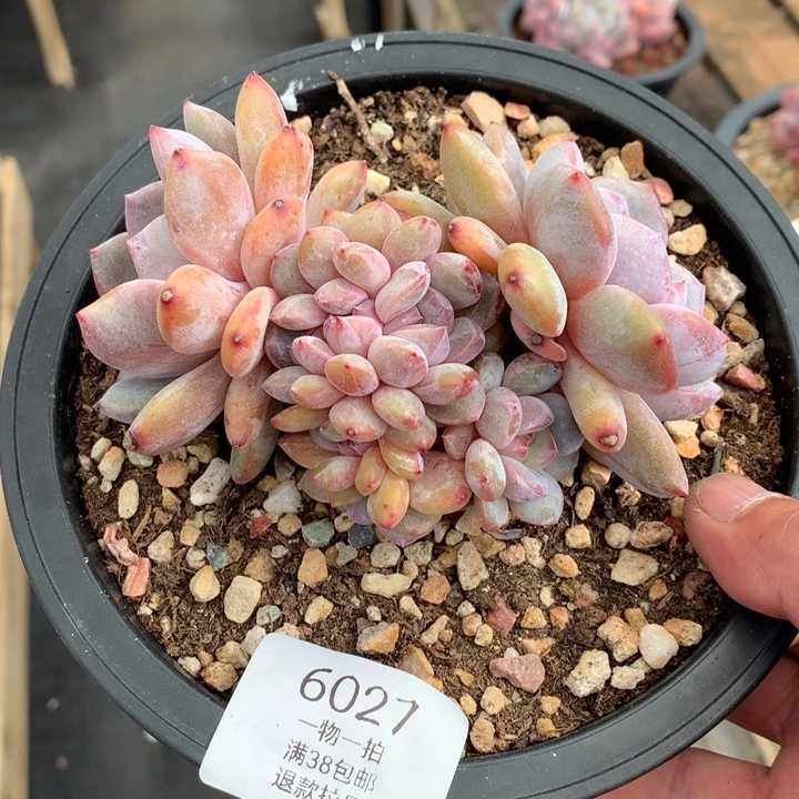 6027石榴籽星影朵朵缀默认有砍