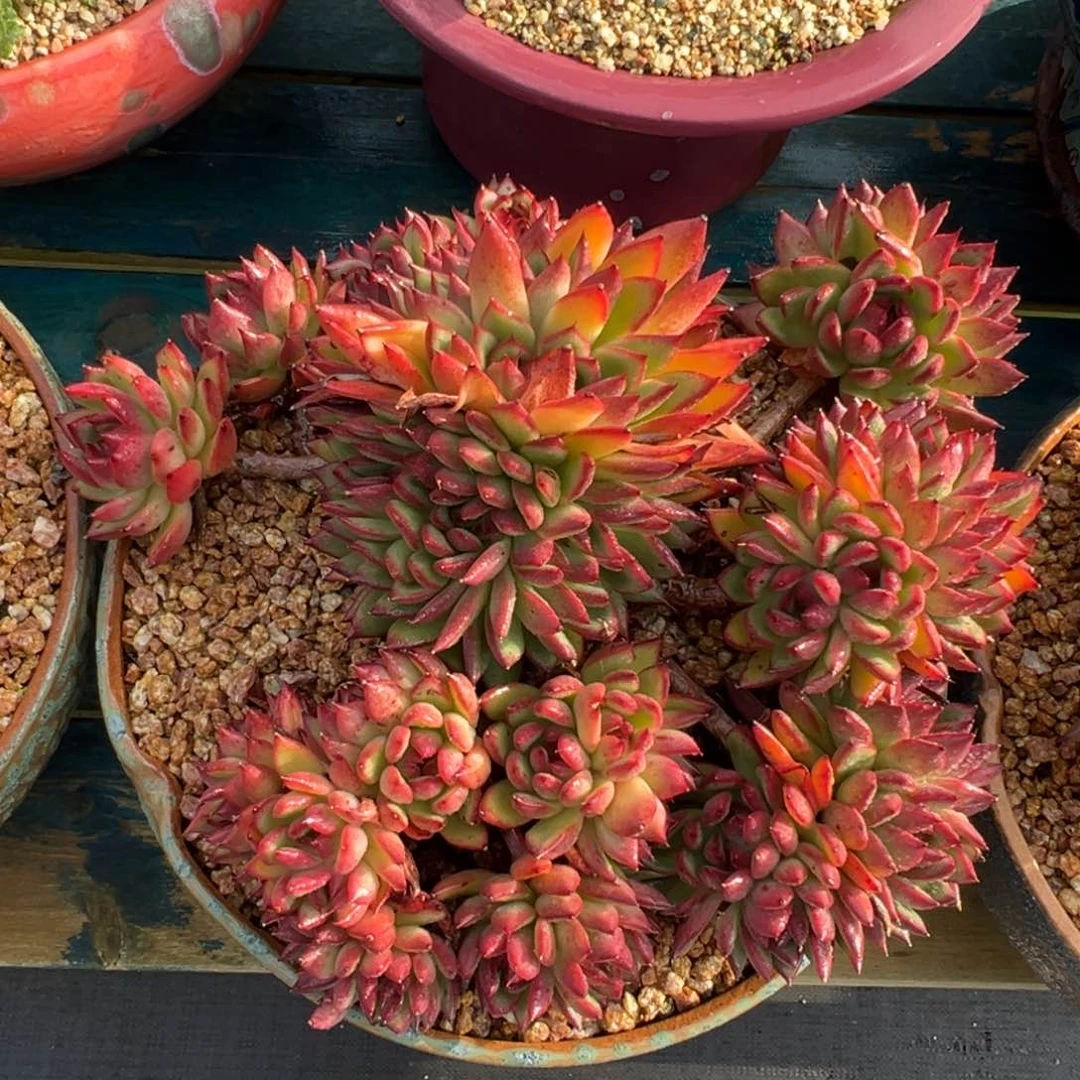 从前慢多肉精选编号0718.333333