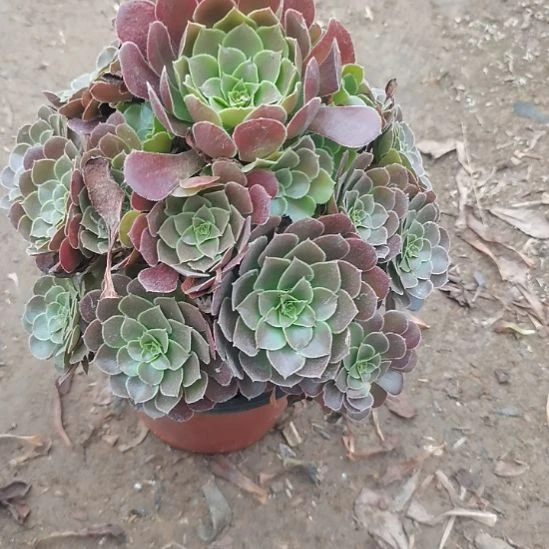 荷兰玫瑰法师多肉法师19