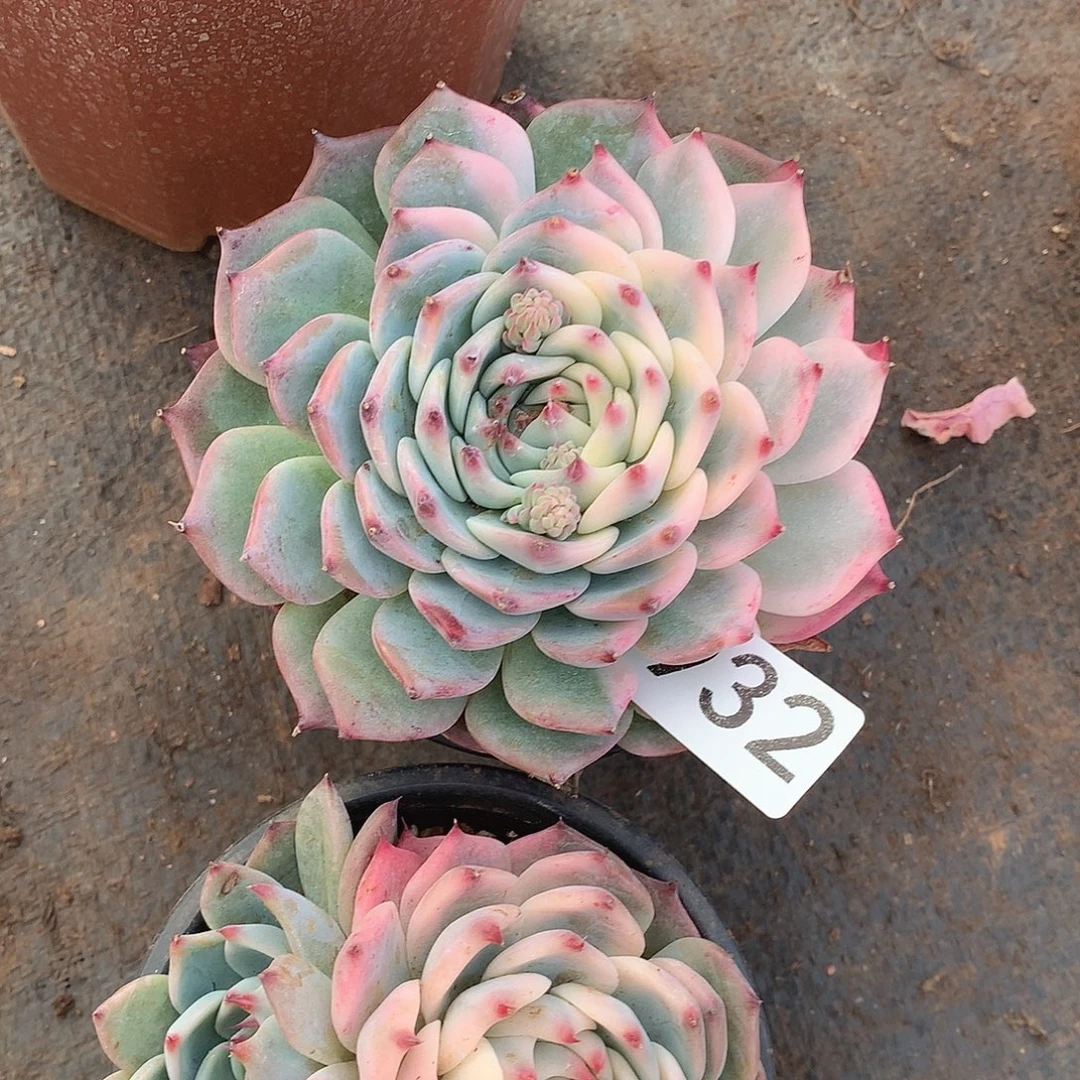 932吉娃娃锦一物一拍多肉