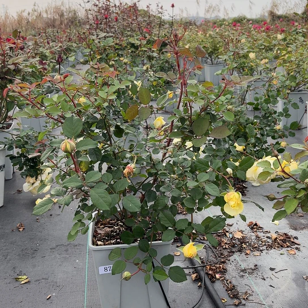 当前无花朵，栽培后可花朵878