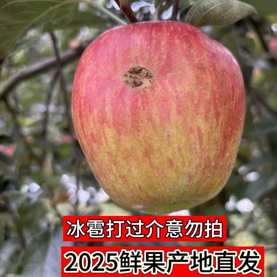 云南昭通丑苹果冰雹果当季新鲜红露冰糖心苹果脆甜冰雹果介意慎拍