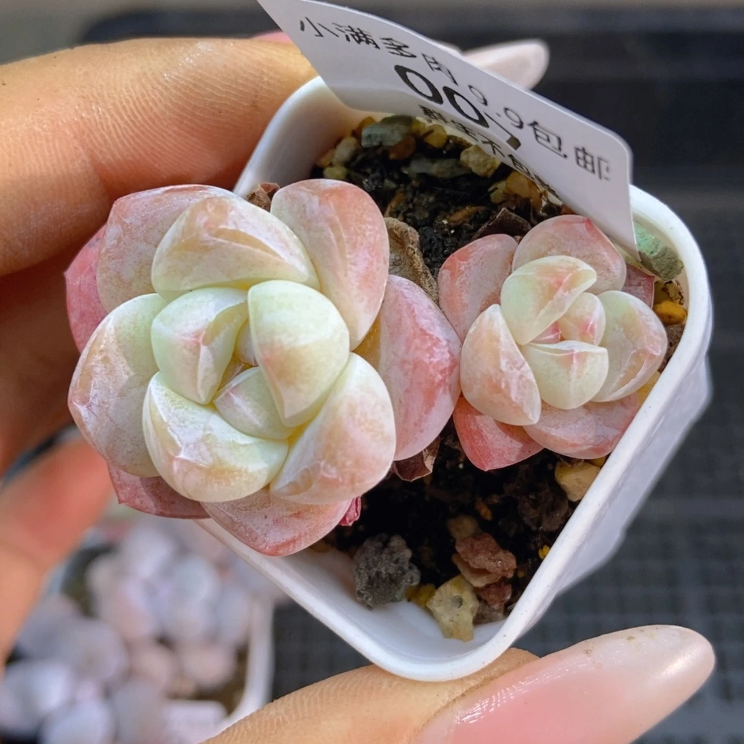 一物一拍9.9包邮007草莓冰玉