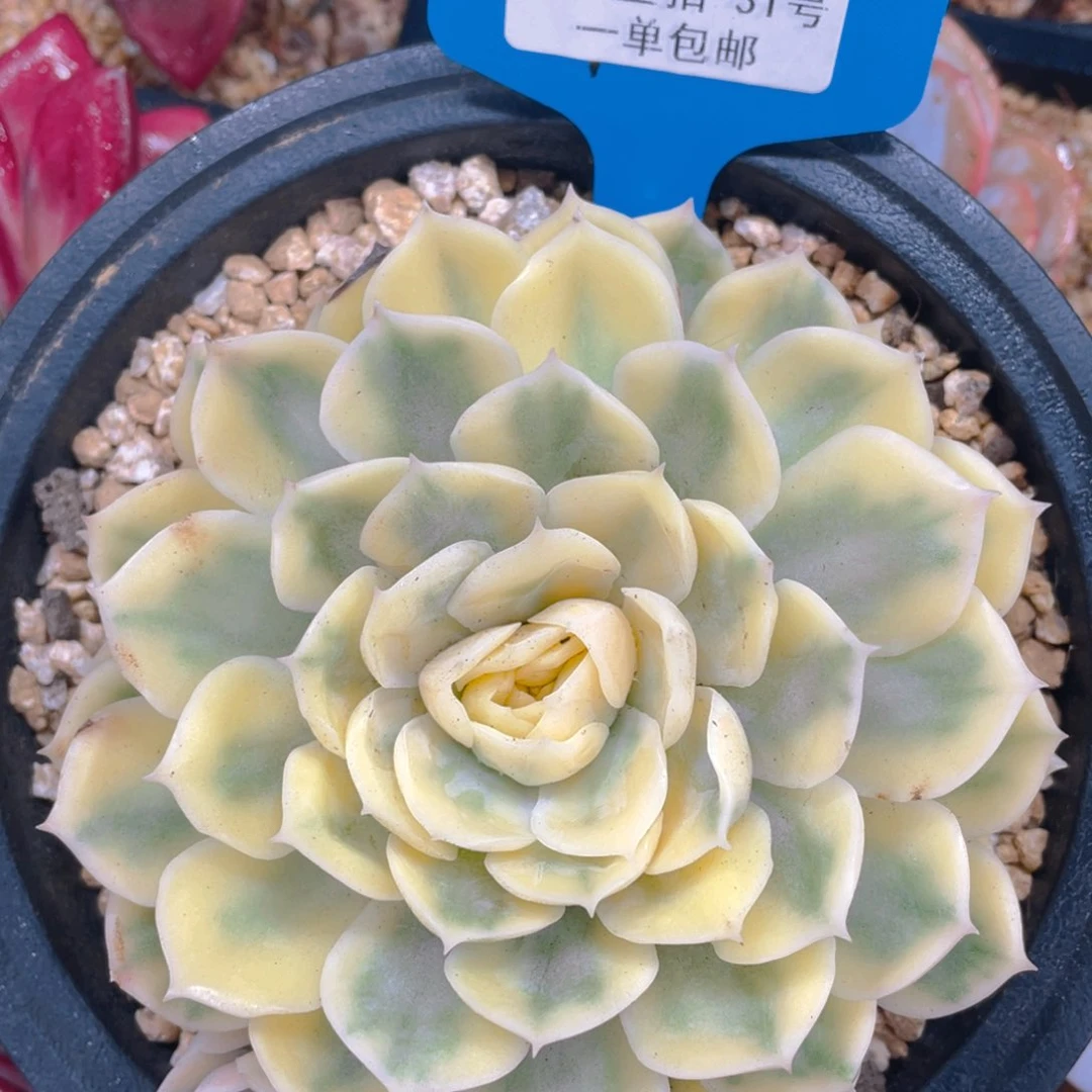 0618-31-大单头昂斯诺锦一颗