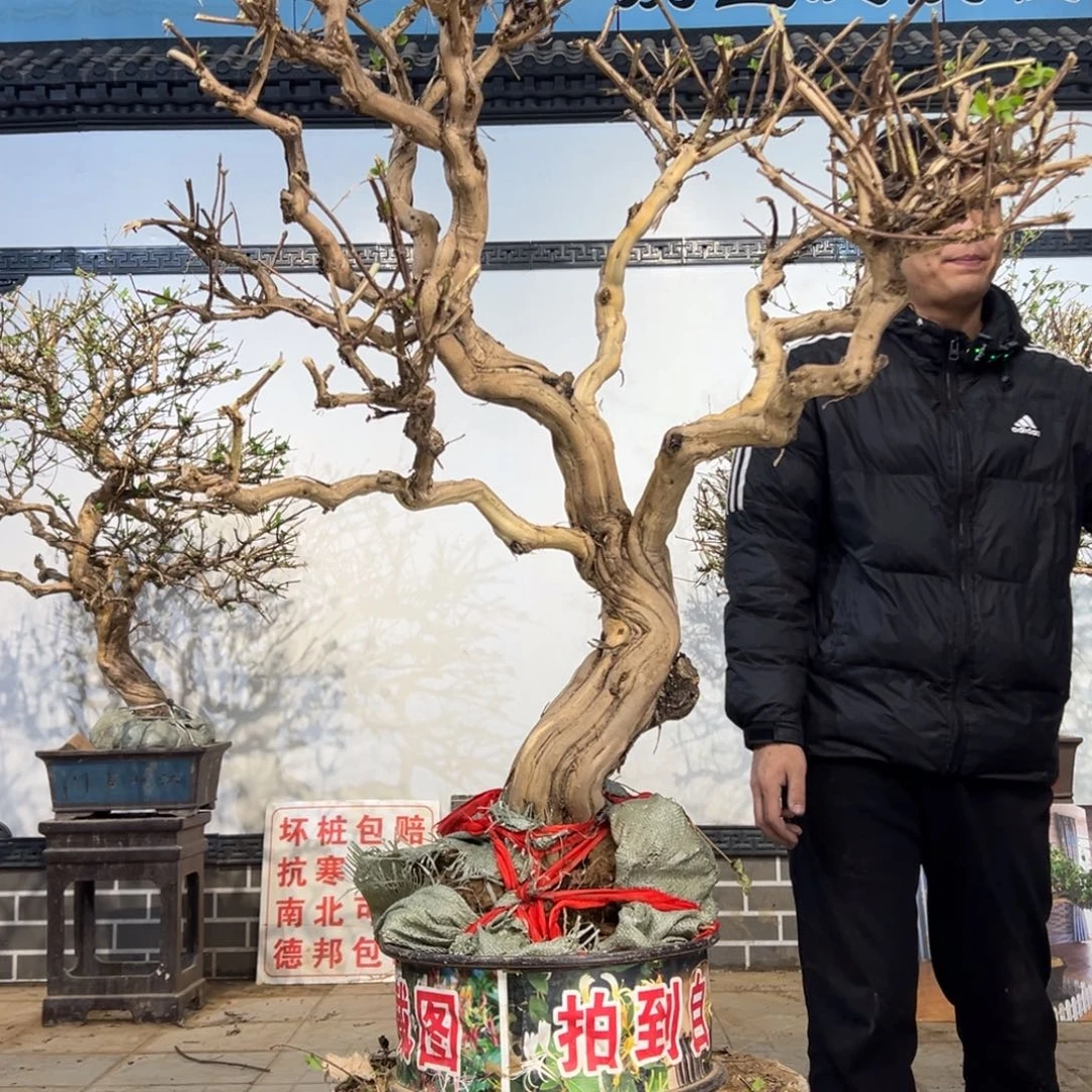 无花朵金银花开花5555885588
