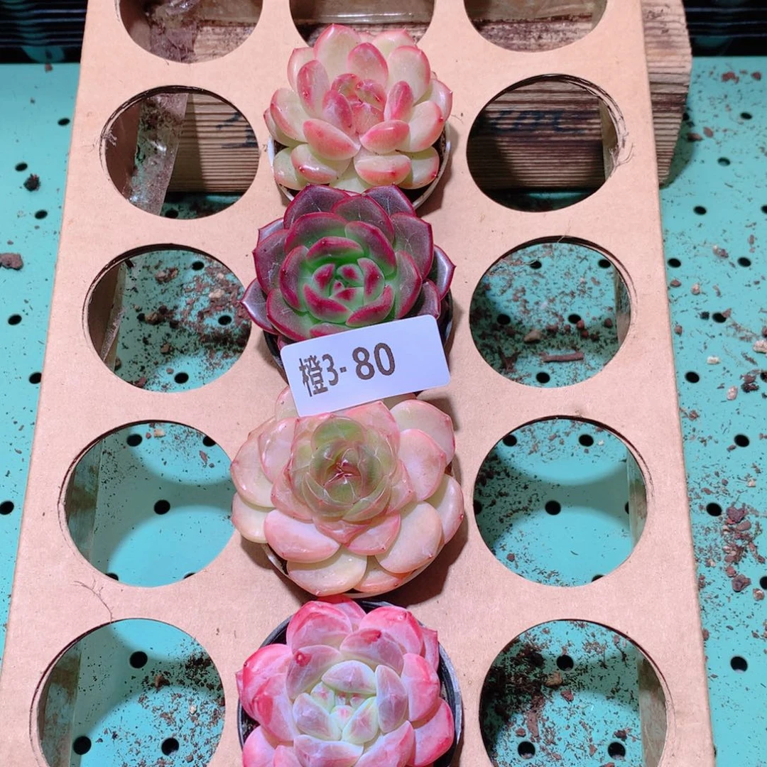 从***！3-80一物一拍多肉带盆4颗