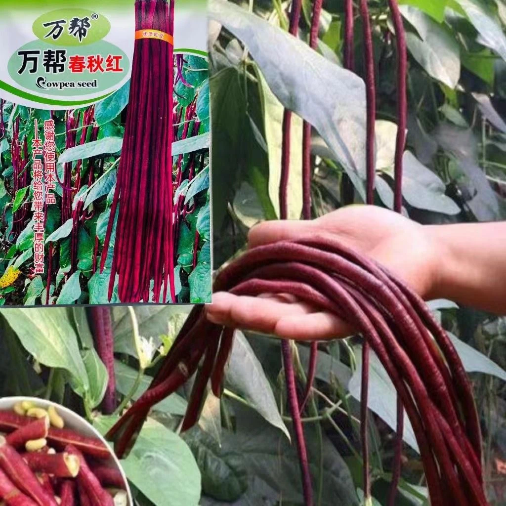 万帮春秋红长豇豆种子紫红豆角种子高产抗病春秋种耐寒抗热蔬菜种