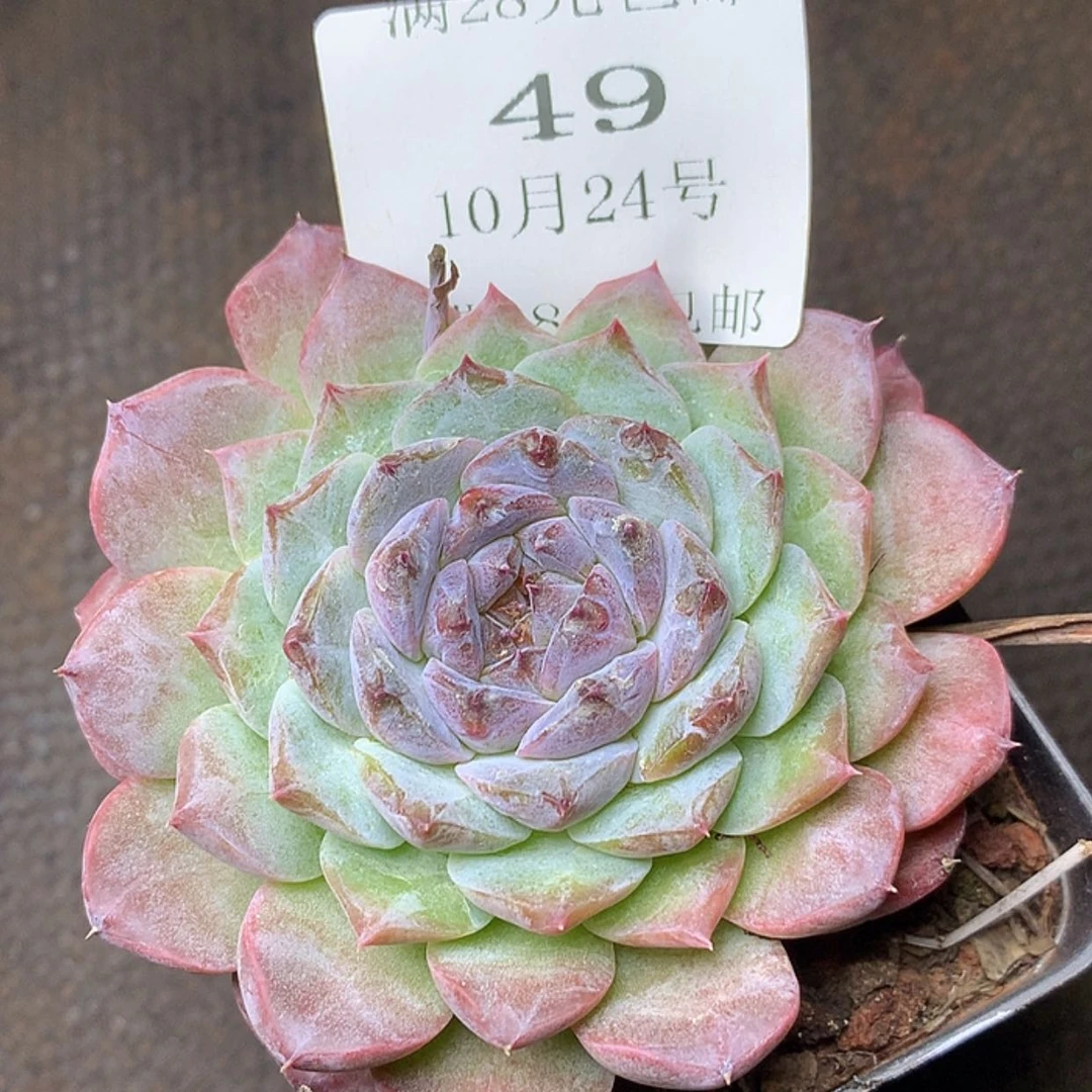 【闪购商品】云49号