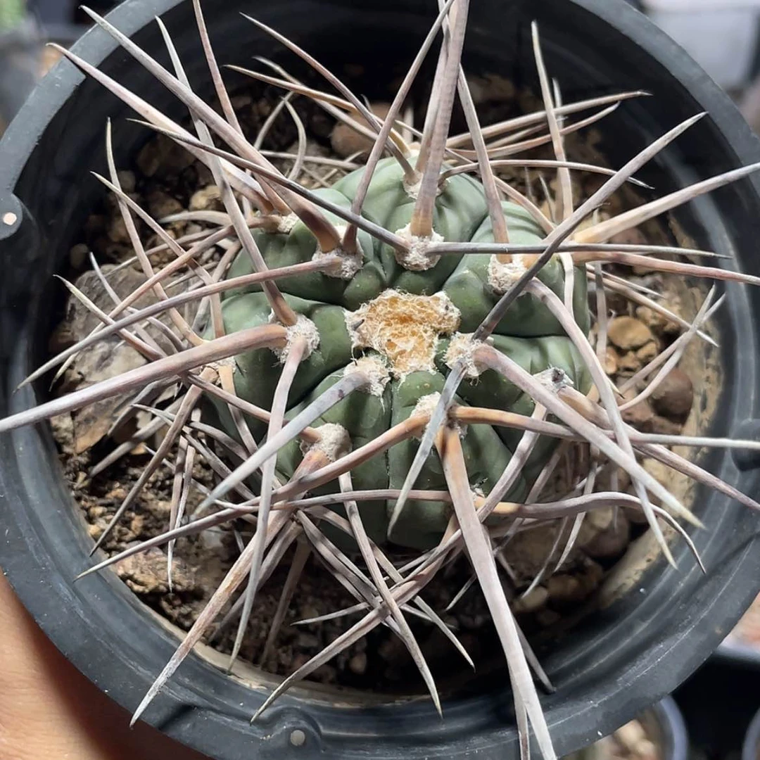 【闪购商品】超刺天平自根6666