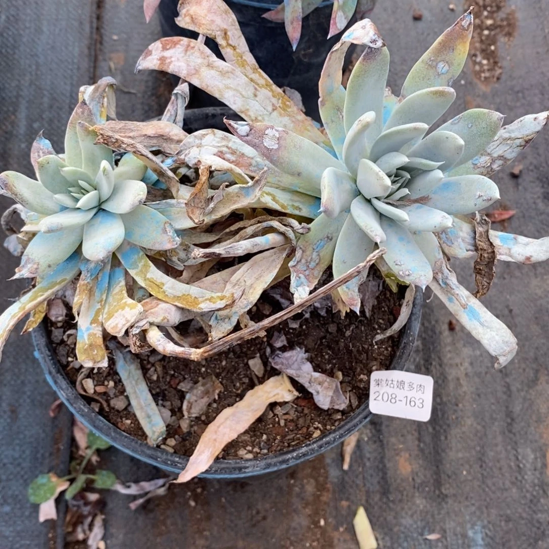 163号苹果叶粗腿子