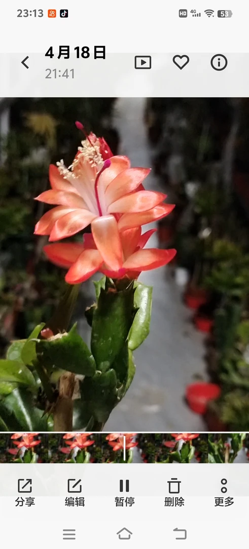 叶仙嫁接三个接点多色蟹爪兰