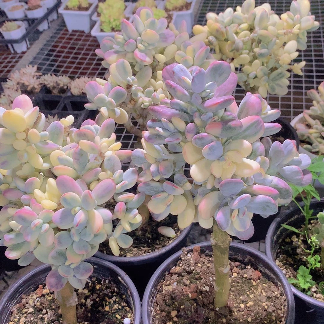 福娘锦嫁接捡漏而退哦哦哦哦哦