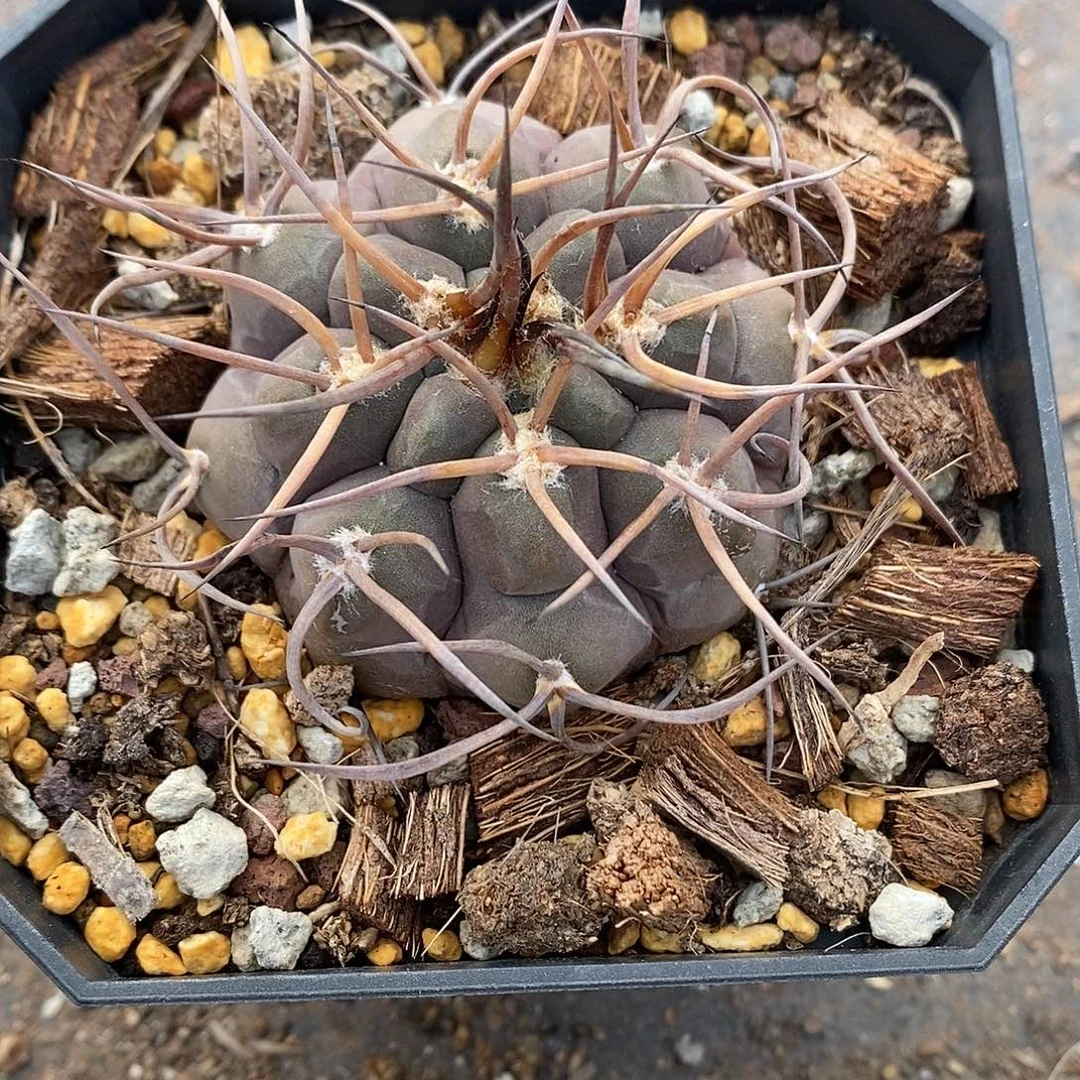 实生  守金摩天龙5.5公分左右一物一拍