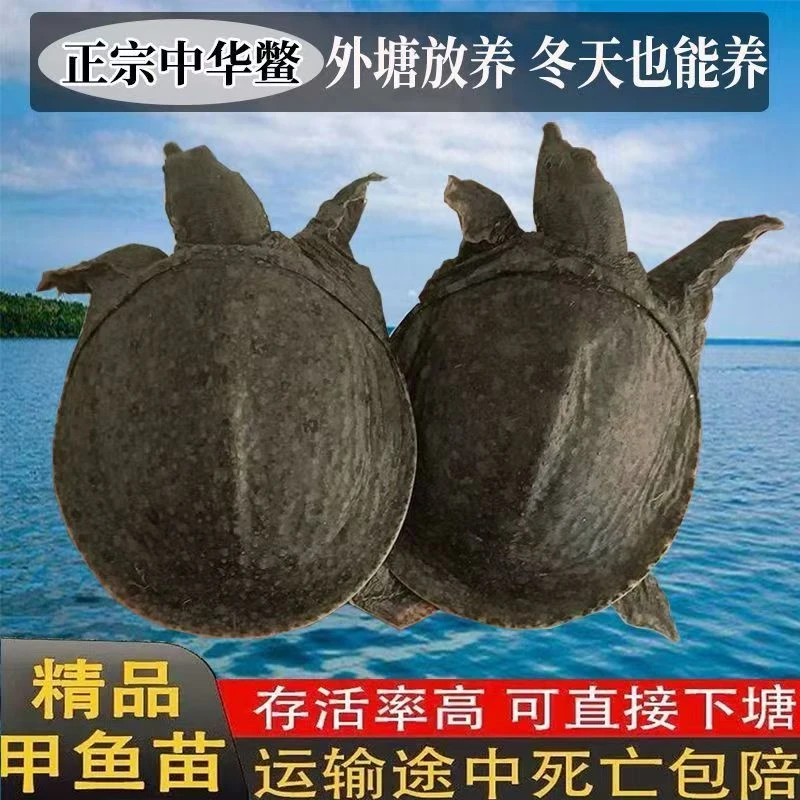 1两到3两江西优质小甲鱼苗外塘生态养殖水鱼王八鳖苗团鱼宠物活体