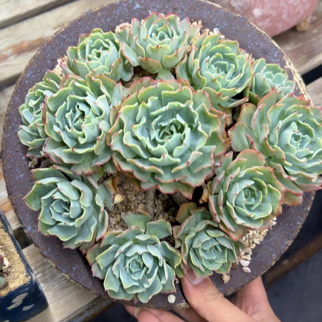 海啸28 零零多肉植物