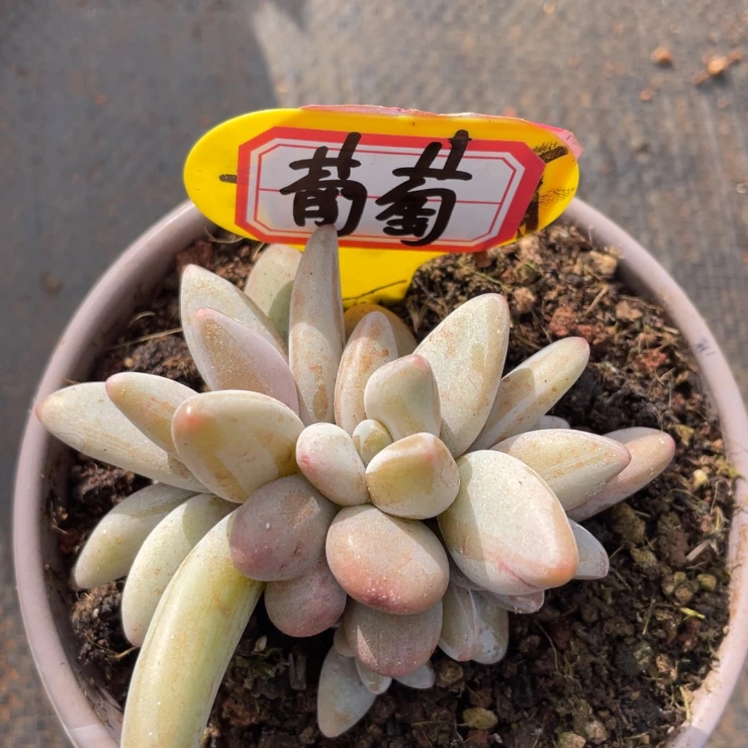 ?**?姐姐真的好好对待我们