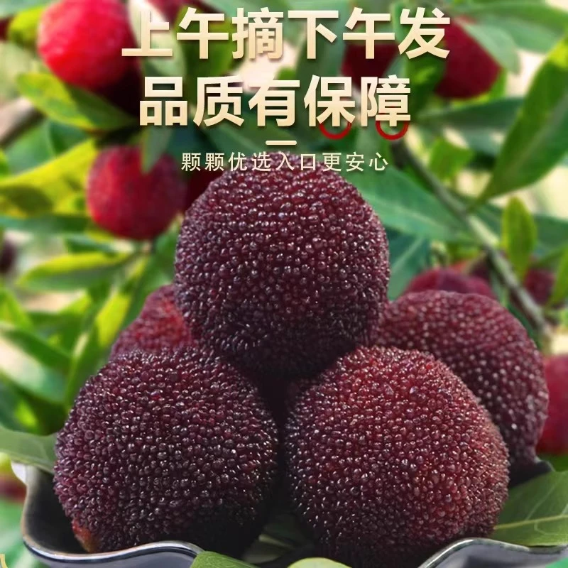 【顺丰冷链】云南高山荸荠露天种植杨梅新鲜应季水果大颗粒酸甜可口