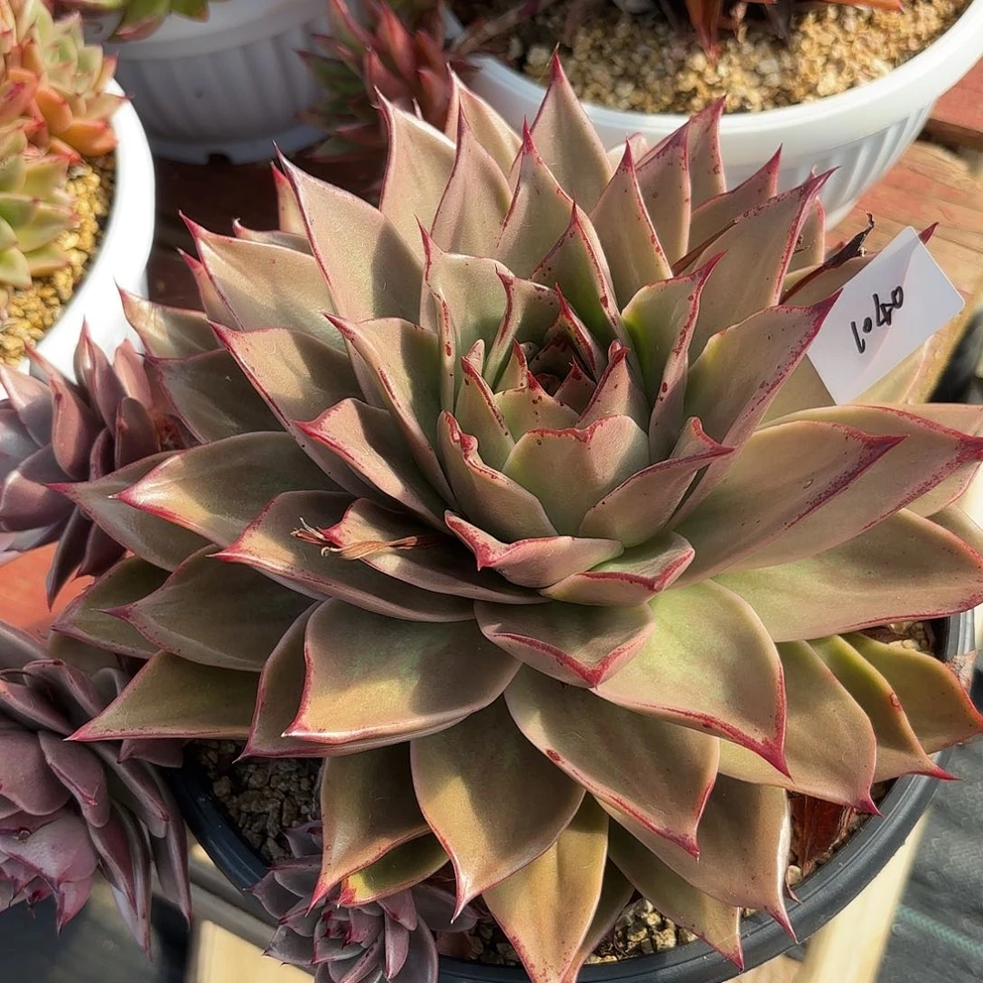 若如东云单拍1040