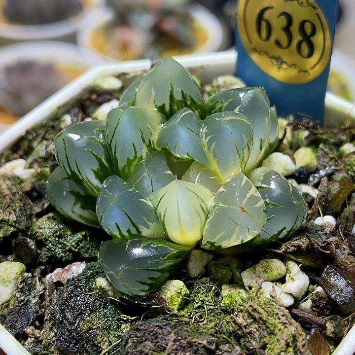 638完美北极锦特选福利