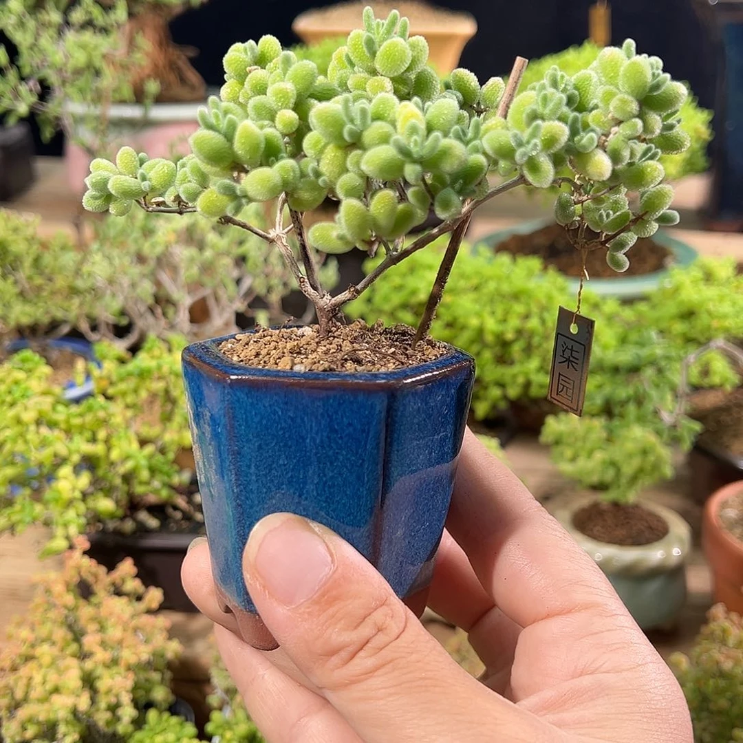 冰晶造型精致老桩