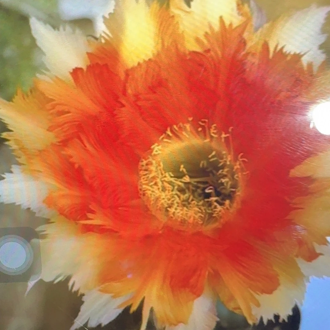 魔羽侧芽4公分左右彩草