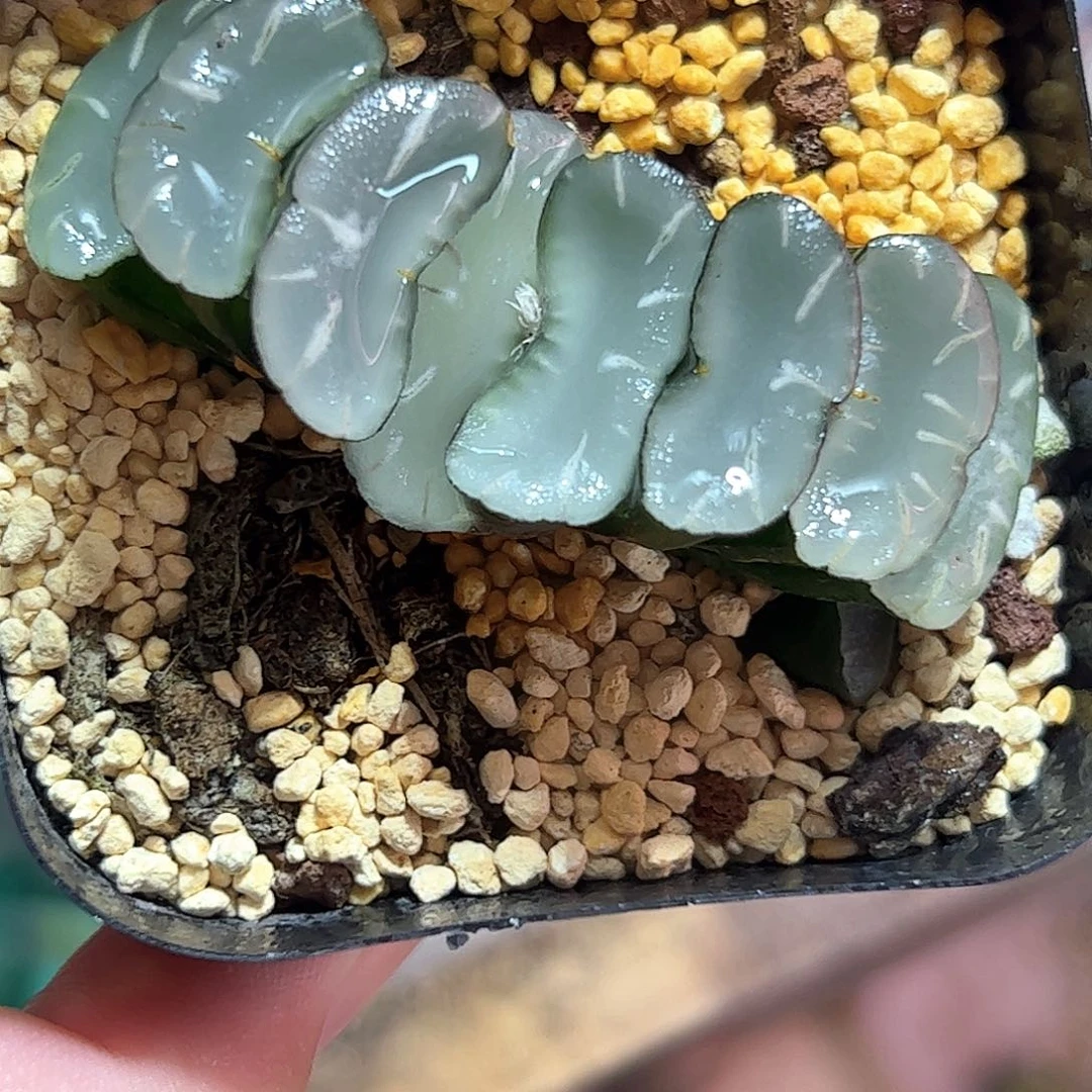 透镜玉扇十二卷多肉