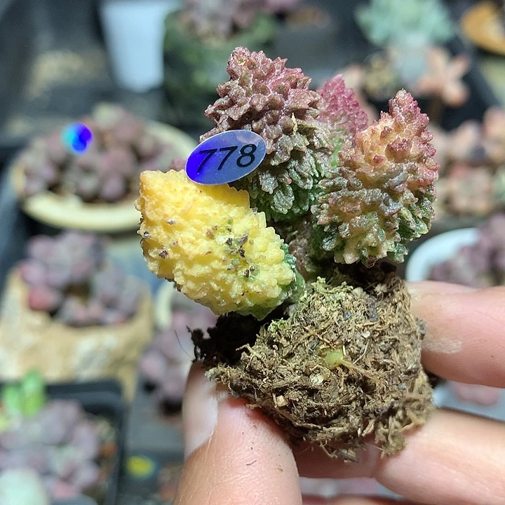 朱子玉锦多肉植物