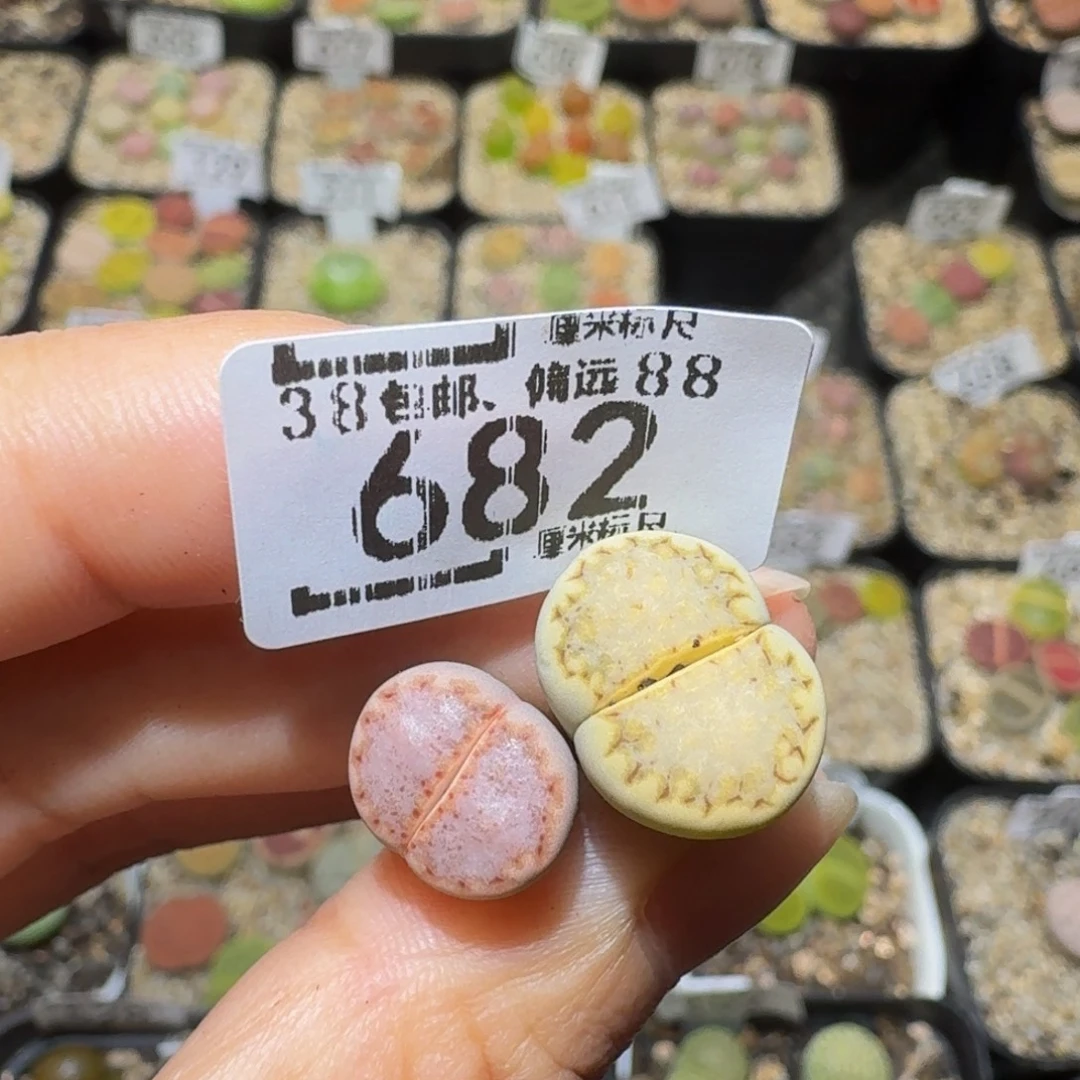 Ssss精品生石花682