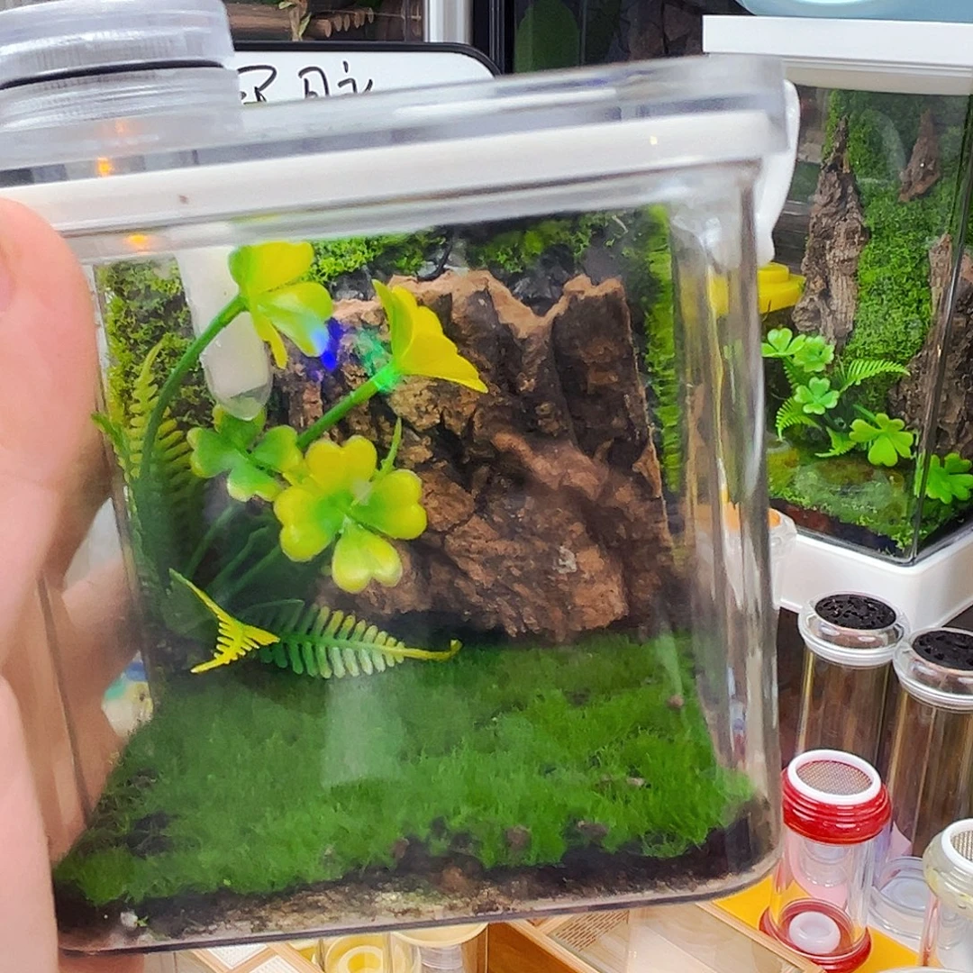 拍拍生态箱送电报铃